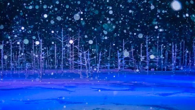 北海道イルミネーションツアー&四季彩&クリスマスツリー&妖精のテラス&滝白金青い池/中国語ガイド付き