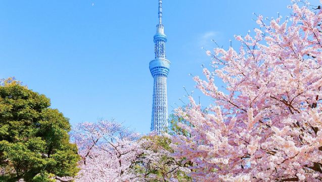 【桜限定】東京 千鳥ヶ淵+新宿御苑+上野恩賜公園+目黒川 ワンデーツアー