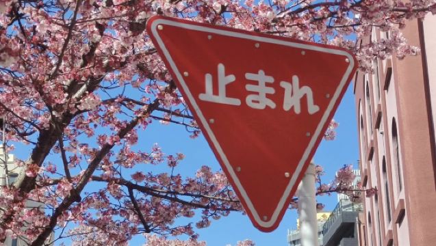 Lawatan Sehari Romantik Pemandangan Laut & Sakura di Atami