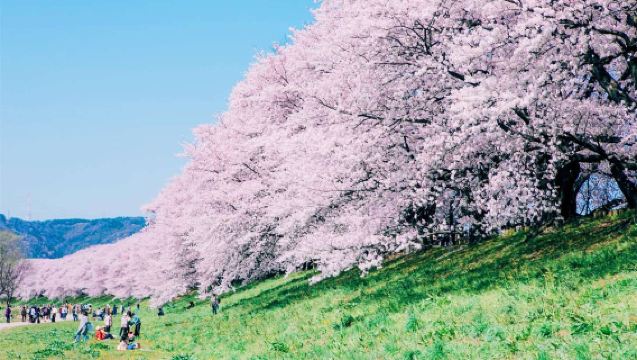 大阪/京都櫻花季限定+宇治淀川河公園櫻堤區域+箕麪瀑布一日遊