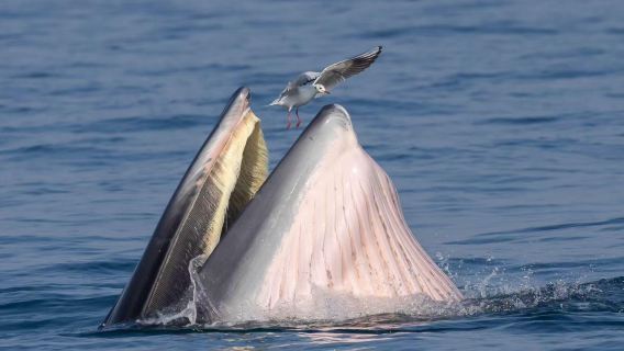 Beihai Pulau Weizhou · Lawatan sehari bertemu ikan paus dari jarak dekat (Kapal layar ke laut melihat dan mengejar ikan paus)
