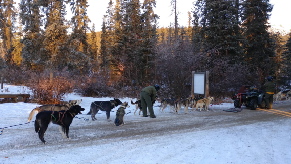 [Fairbanks, Alaska, Amerika Syarikat] Lawatan sehari Taman Denali + kereta luncur anjing - Pilihan Terbaik