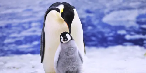 【15人小團】老虎灘海洋公園+棒棰島1日旅行團*贈送浪漫夜景