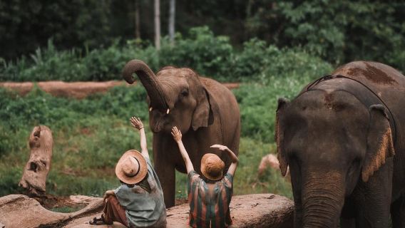 泰國清邁祕密大象營一日遊:搭配粘粘瀑布/竹筏漂流/夜間動物園