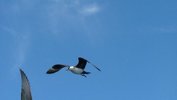 LisboaTours