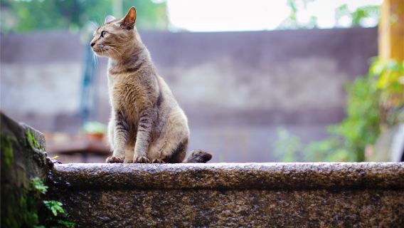 экскурсия с гидом по острову Гуланъюй в Сямыне + билет на корабль/лодку/катер+ трансфер из отеля до пирса