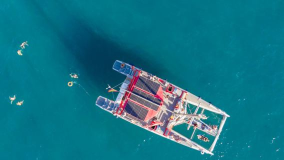 Tenerife: 3-Hour Whale & Dolphin Watching Eco-Catamaran Tour