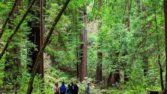 Da San Francisco: tour mattutino di Muir Woods e Sausalito