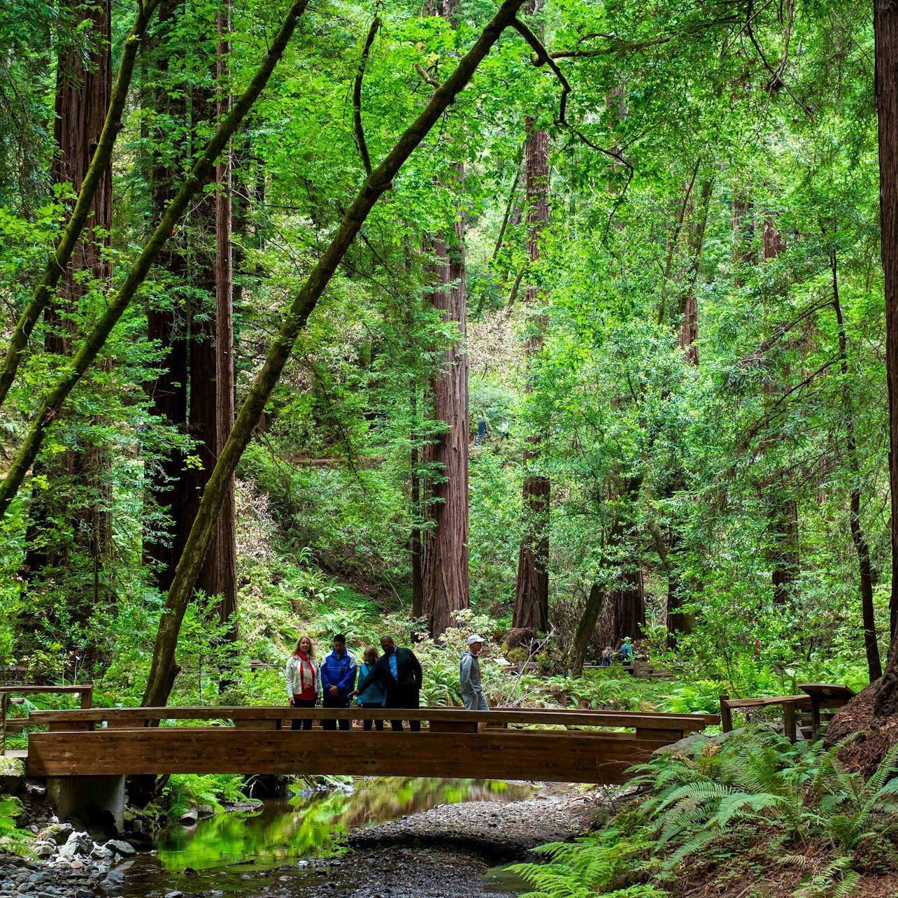 From San Francisco: Muir Woods & Sausalito Morning Tour