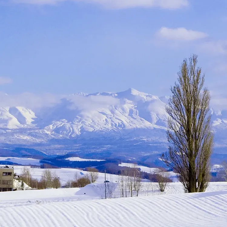 Hokkaido popular check-in Asahiyama Zoo · Ningle Terrace
