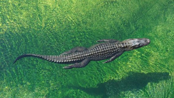 Everglades: 40-Minute Airboat Ride & Animal Sanctuary Admission