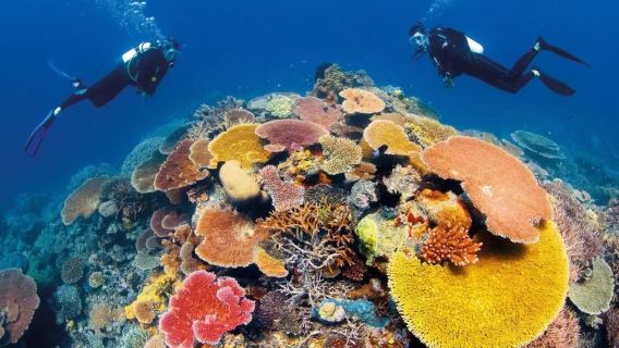 Whitsunday Islands Bait Reef Barrier Reef diving one-day tour can add deep diving certificate