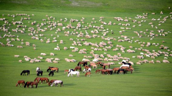 Tagesausflug mit gechartertem Auto nach Hohhot: Xilamuren-Grasland, Huitengxile-Grasland, Ulanhada, Laoniu-Bucht, Xiangshawan, Kubuqi-Wüste (mehrere Routen, flexible Kombinationen)