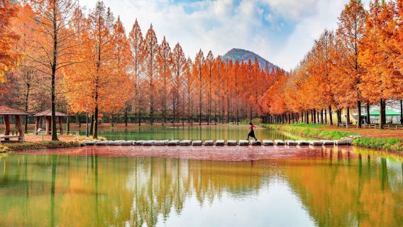 Exclusivité automne : excursion d'une journée à la forêt de bambous de Damyang et au boulevard Metasequoia (départ de Busan)