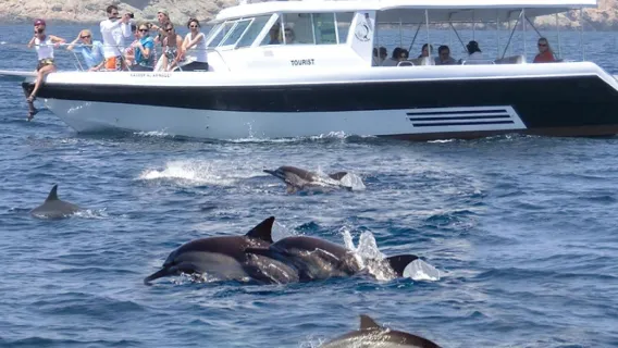 Oman Muscat Dolphin Chasing Tour (Includes Snorkeling/Group Tour/Can Be Booked Per Person)