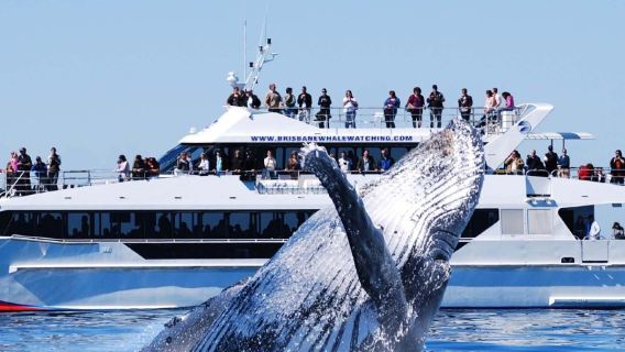 Escursione giornaliera al CBD di Eye Spy con avvistamento dei delfini e pasti inclusi, possibilità di upgrade del posto VIP vicino al finestrino