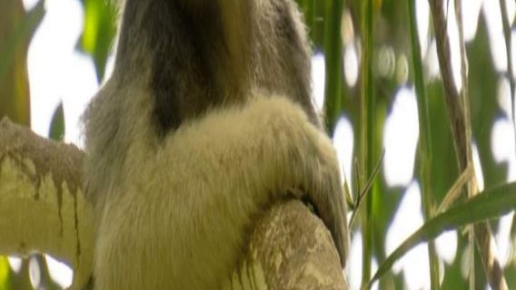 Tur Trekking Cagar Hutan Sinharaja Sri Lanka (Berangkat dari Mirissa)