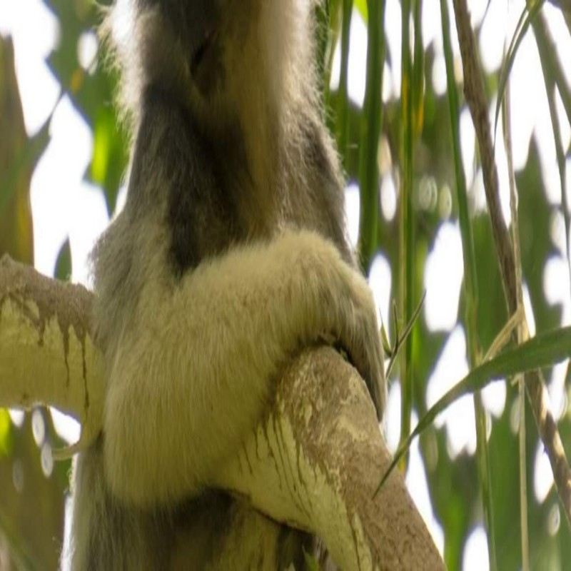 Escursione a piedi nella Riserva forestale di Sinharaja in Sri Lanka (partenza da Mirissa) 15339