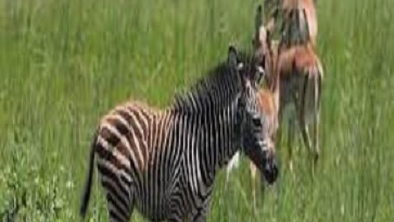 Single Day Journey Big Tanzania Safari- Wildlife Adventures