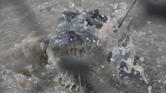 Darwin: Jumping Crocodile Adventure Cruise with Lunch