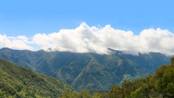 Madeira: Đi bộ tham quan có hướng dẫn tại bãi biển Fanal và Seixal