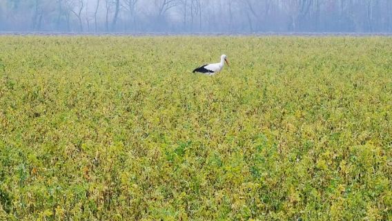 Viena: Recorrido privado a pie por la campiña montañosa