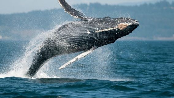 Parksville: Half-Day Whale and Wildlife Adventure