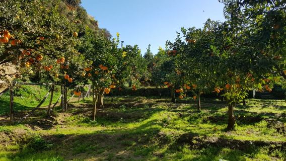 Valle de los Templos: Entrada al Jardín de Kolymbethra