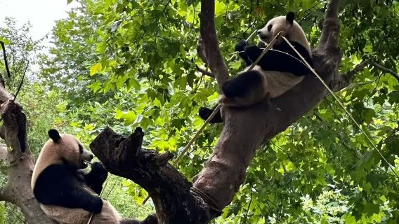Chengdu City 1-day tour(Recommended: Giant Panda Base/People's Park/Kuanzhai Alley/Jinli)