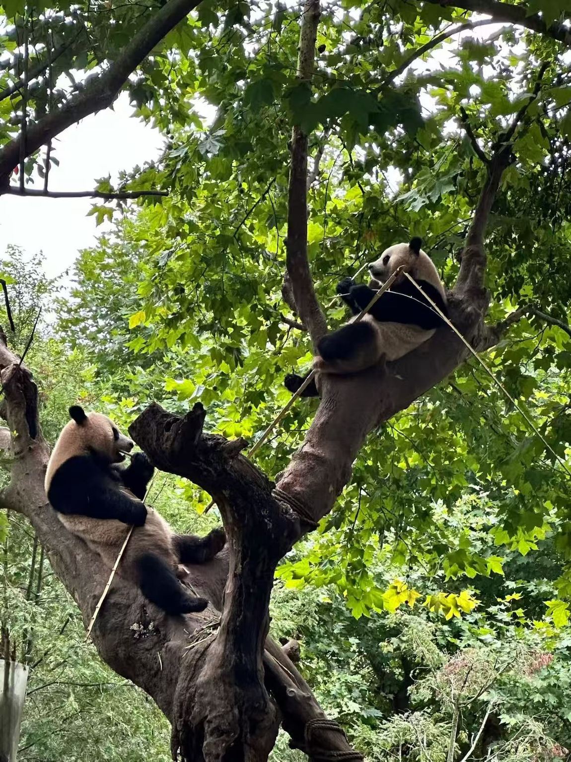 Chengdu City 1-Day Tour (Recommended: Giant Panda Base/People's Park/Kuanzhai Alleys/Jinli Street)