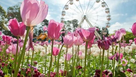 Ab Sydney: Canberra Floriade Festival inklusive Mittagessen