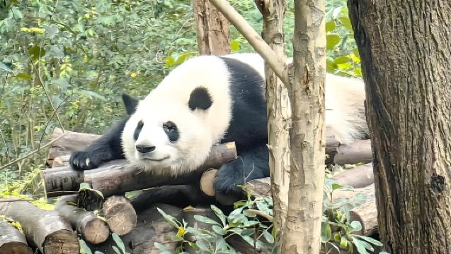 Halve dagtour naar het Chengdu-onderzoekscentrum voor het fokken van reuzenpanda's (Engelstalige groep): Bekijk prachtige nationale schatten en geniet van leuke wetenschappelijke educatie in de hal.