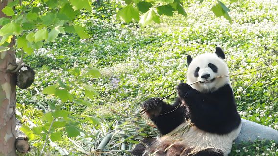 Chengdu Dujiangyan Panda Valley Day Tour with English-Listed Groups