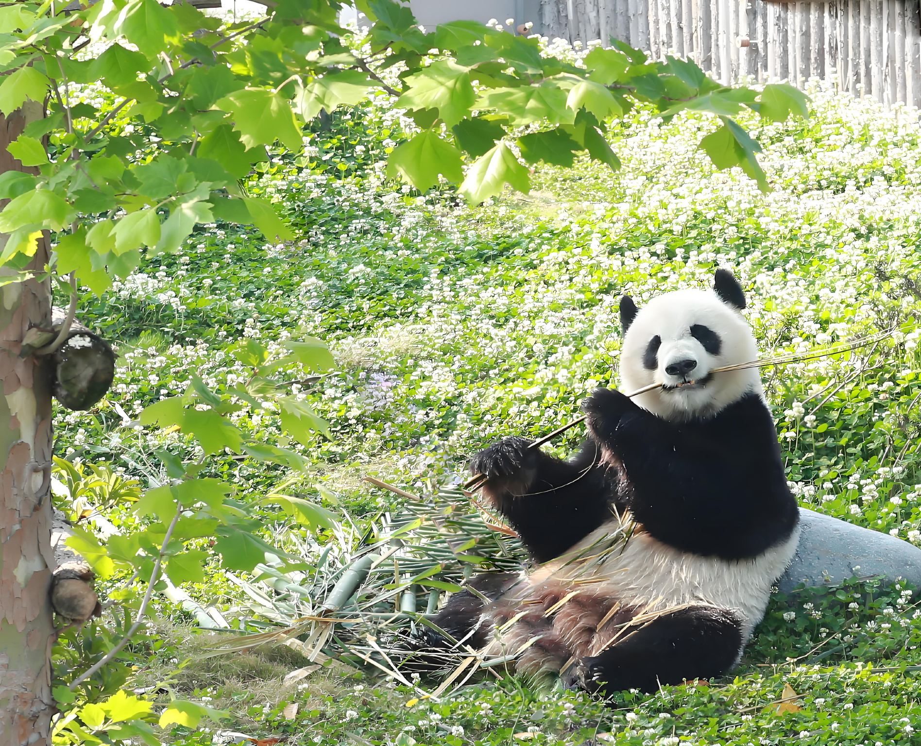 Tour di gruppo di lingua inglese di un giorno nella valle dei panda di Chengdu-Dujiangyan, con prelievo e rientro all'interno della Third Ring Road, pasti inclusi (facoltativi).
