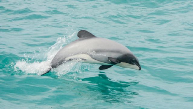 New Zealand · Christchurch Akaroa Mengejar Lumba-lumba + Rumah Raksasa + Lawatan Ladang Alpaca Shamarra