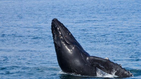Hawaii Oahu Walbeobachtungs-Kreuzfahrt [Tägliche Abfahrten, kostenlose erneute Tour bei Nicht-Sichtung]