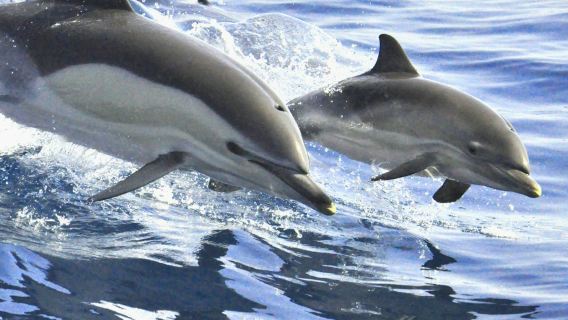 Tenerife: 3-Hour Whale & Dolphin Watching Sailboat Tour with Sandwich & Drinks
