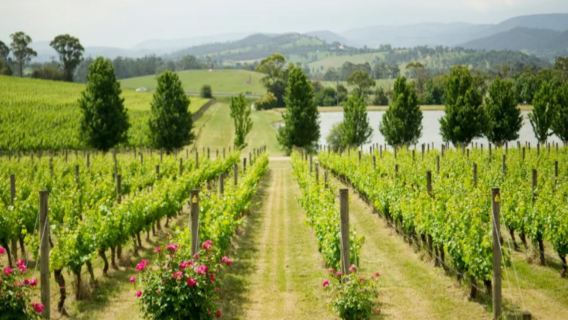 墨爾本 亞拉河谷+蒸汽火車 一日遊