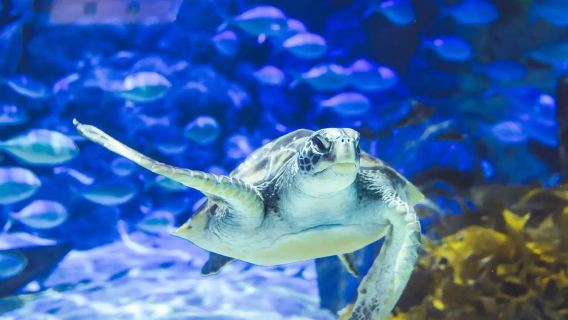 新西蘭：凱利塔頓海底世界+綿羊世界+約瑟夫·薩瓦奇紀念公園※