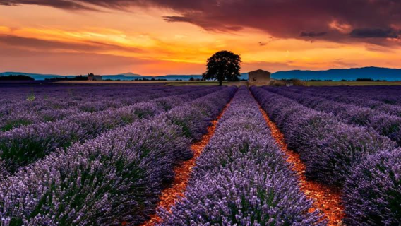 法國阿維尼翁-泉水城-石頭城-魯西永【中文專車-愜意舒適】