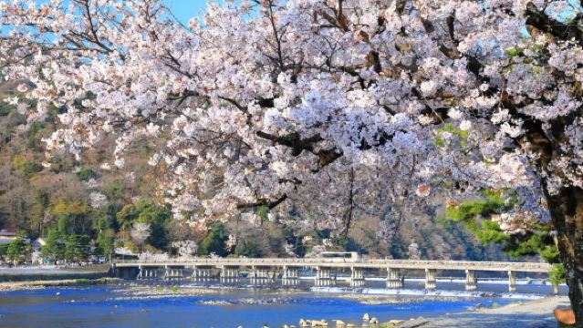 1-day tour from Osaka to the twin ancient capitals of Kyoto and Nara, featuring adorable deer, Fushimi Inari Taisha, and the Arashiyama scenic train