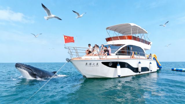 潿洲島高端豪華遊艇追鯨航線觀鯨直航巡鯨【三層飛橋遊艇全島接送服務】全程巡鯨