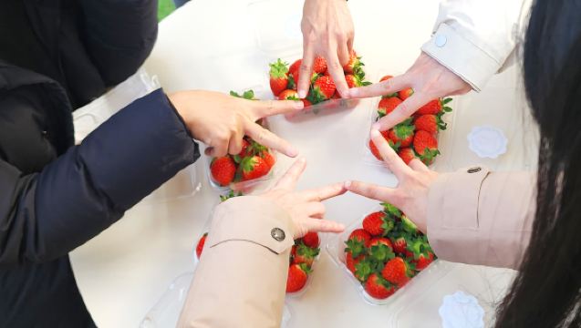 From Seoul | Nonsan Strawberry Picking + Cherry Blossom Season Experience + Gwanchoksa Temple Day Tour