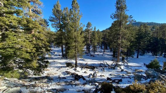 Los Angeles pergi-balik: Laluan Udara Palm Springs + Lawatan sewa peribadi Lembah Indian [Tidak termasuk tiket masuk]