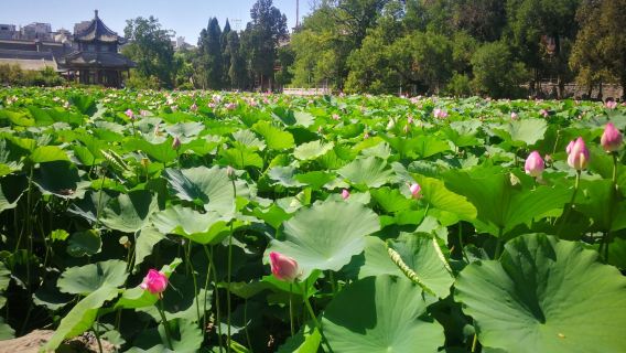 Pakej persendirian eksklusif 6-8 orang di Kolam Teratai Kuno Hebei [90 minit penerangan berpandu sejarah taman kuno]