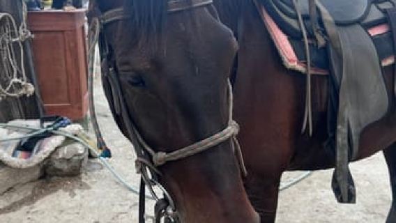Paros: Morning Island Horseback Riding Adventure