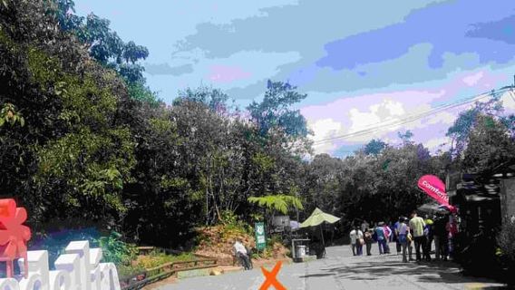 Arvi Native Forest Walking Tour