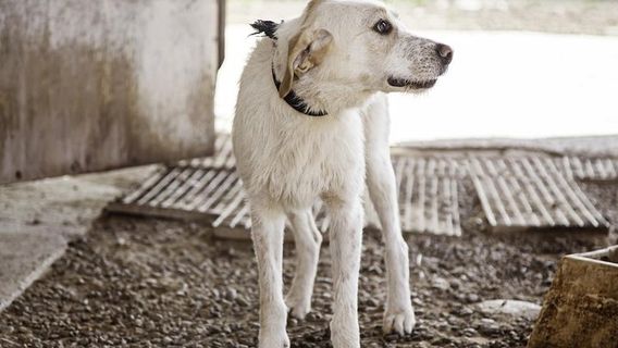 Visit Animal Aid Unlimited in Udaipur - A Guided Private Day Tour