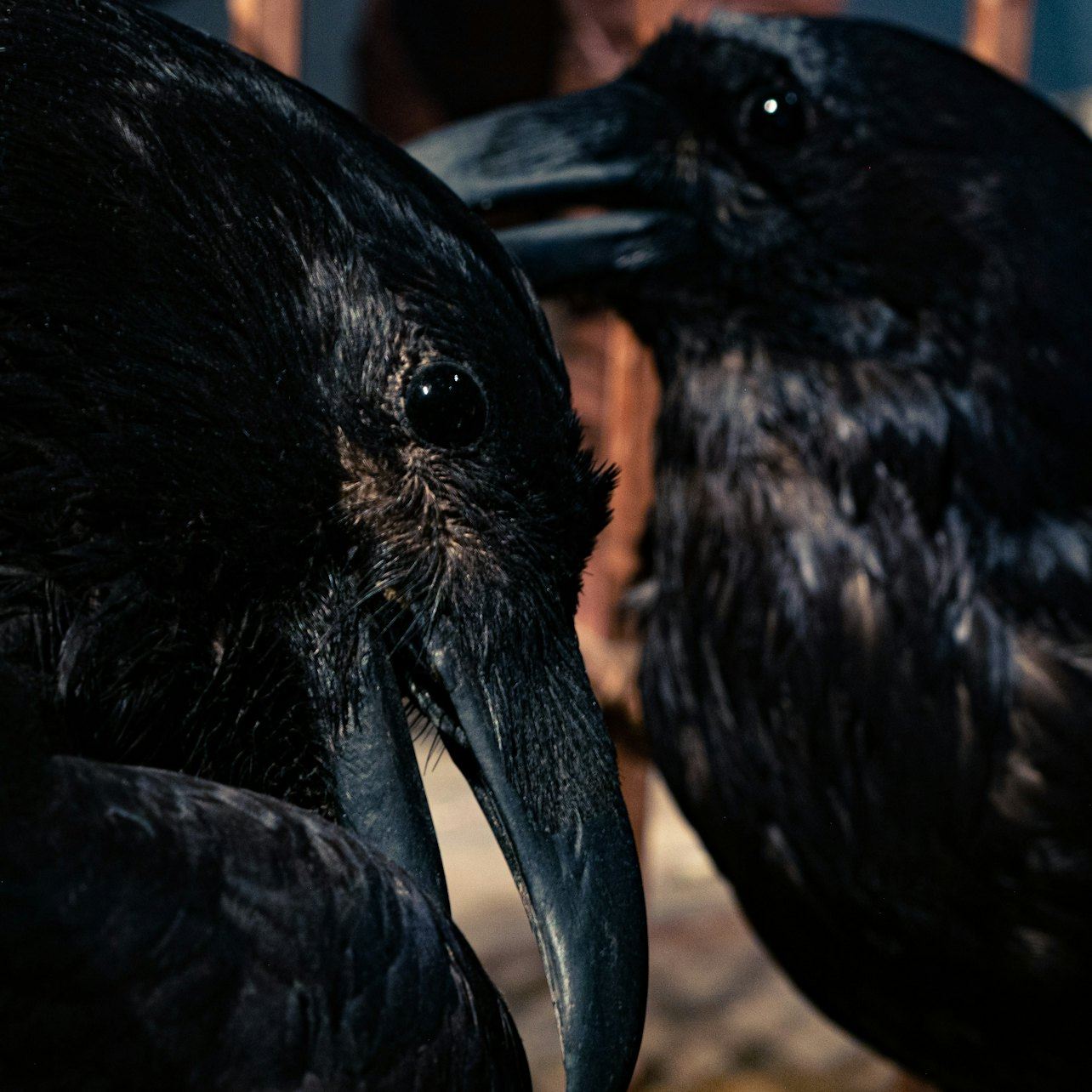 Museo della Saga: biglietto d'ingresso