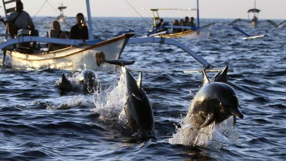 峇里島羅威納海灘一日遊【追海豚/浮潛】中文導遊+早餐